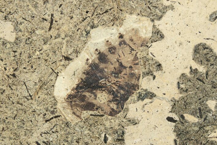 Partial Fossil Shield Bug (Pentatomidae) - France #254178